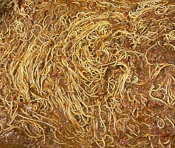 Spaghetti